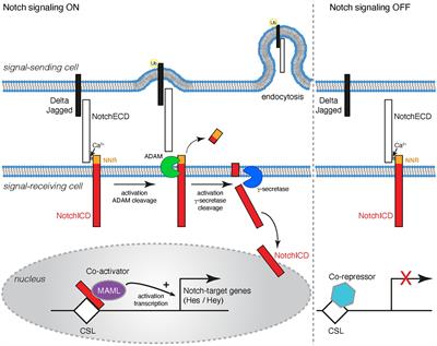 Notch signaling as a master regulator of adult neurogenesis